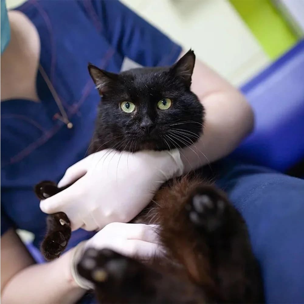 Chornish (Чорниш), Mixed Breed for adoption at Cats for Adoption Kyiv