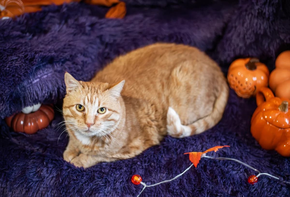 Rudi (Руді), Mixed Breed for adoption at Cats for Adoption Kyiv
