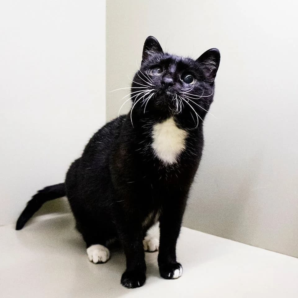 Bagira (Багіра), Mixed Breed for adoption at Cats for Adoption Kyiv