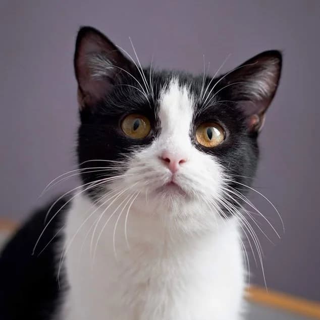 Gabbi (Габбі), Mixed Breed for adoption at Cats for Adoption Kyiv