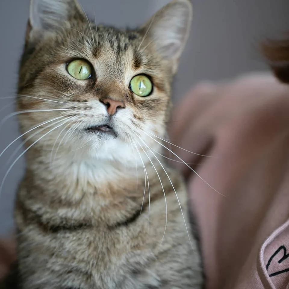 Kiki (Кікі), Mixed Breed for adoption at Cats for Adoption Kyiv