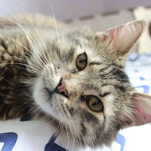 Lapka (Лапка), Mixed Breed for adoption at Cats for Adoption Kyiv