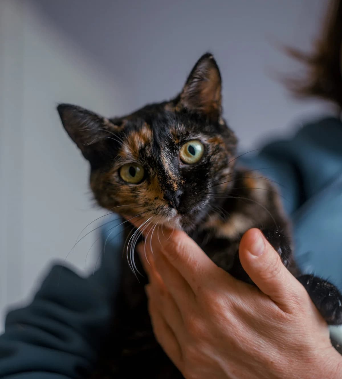 Zhasmin (Жасмін), Mixed Breed for adoption at Cats for Adoption Kyiv
