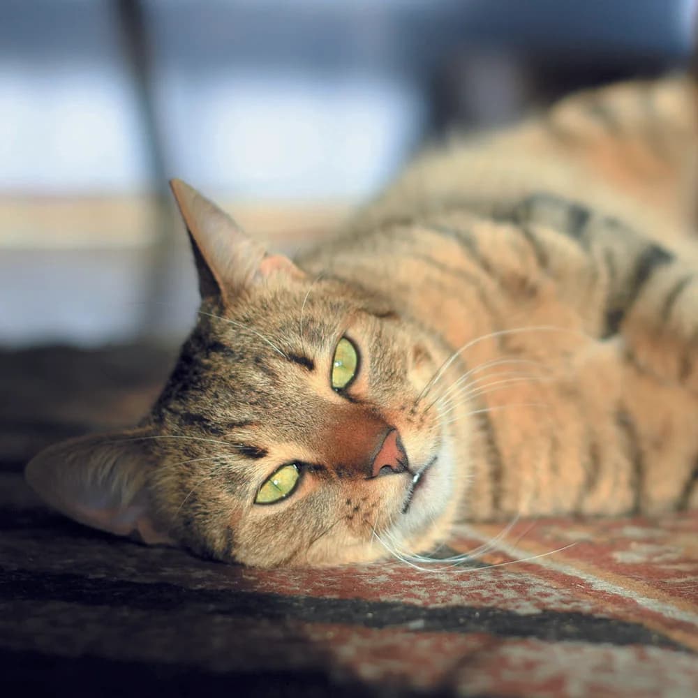 Burshtin (Бурштин), Mixed Breed for adoption at Cats for Adoption Kyiv