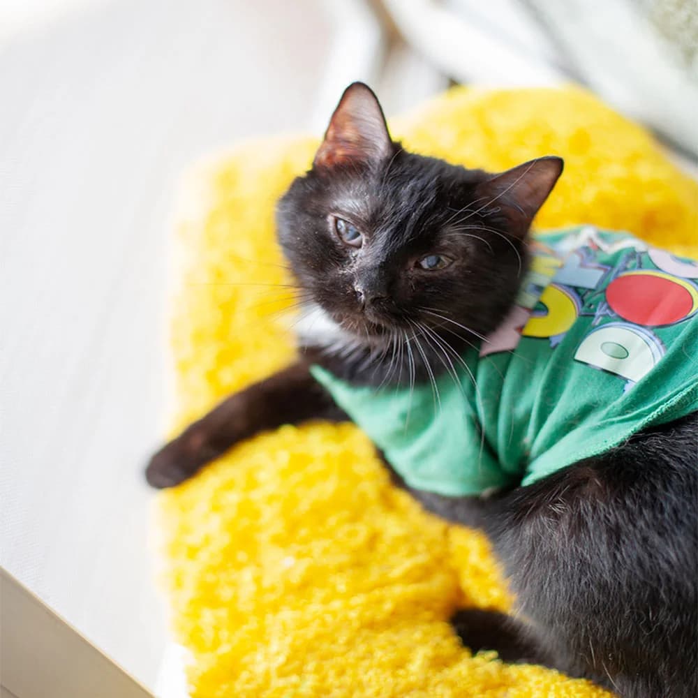 Azrael (Азраель), Mixed Breed for adoption at Cats for Adoption Kyiv
