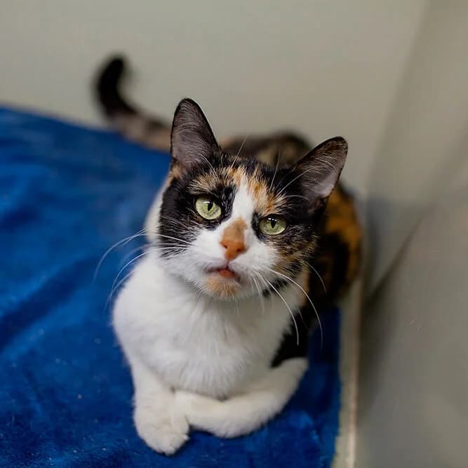 Kvitochka (Квіточка), Mixed Breed for adoption at Cats for Adoption Kyiv