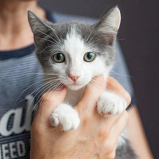 Fibi (Фібі), Mixed Breed for adoption at Cats for Adoption Kyiv