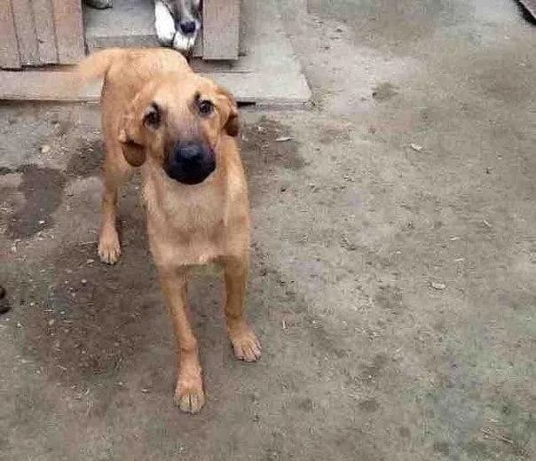 Alёsha (Алёша), female Mixed Breed for adoption at Дай лапу друг, Zaporizhzhia