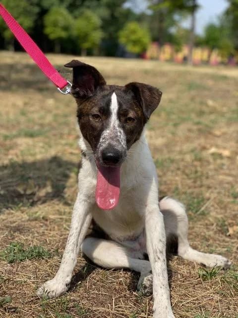 Amanda (Аманда), female Mixed Breed for adoption at Дай лапу друг, Zaporizhzhia
