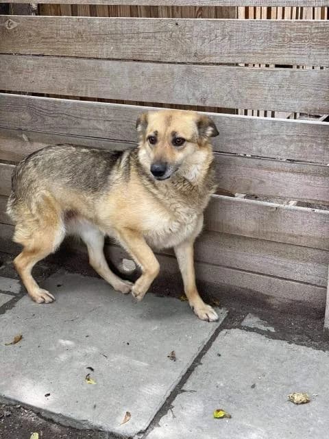 Asya (Ася), female Mixed Breed for adoption at Дай лапу друг, Zaporizhzhia
