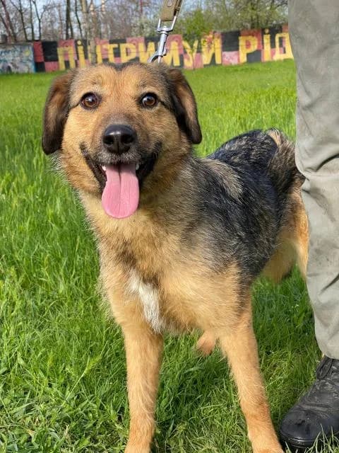 Avrora (Аврора), female Mixed Breed for adoption at Дай лапу друг, Zaporizhzhia