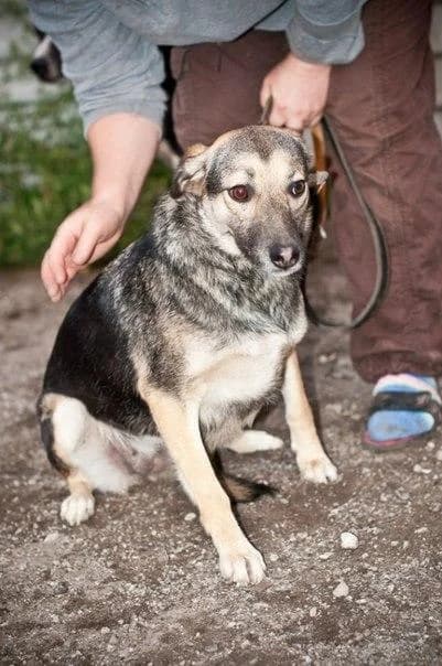 Bella (Белла), female Mixed Breed for adoption at Дай лапу друг, Zaporizhzhia