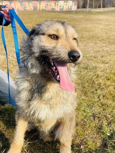 Boryusik (Борюсик), male Mixed Breed for adoption at Дай лапу друг, Zaporizhzhia