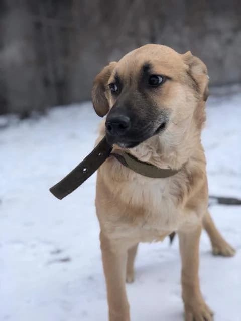 Businka (Бусинка), female Mixed Breed for adoption at Дай лапу друг, Zaporizhzhia
