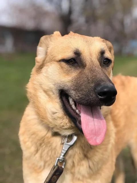 Businka (Бусинка), female Mixed Breed for adoption at Дай лапу друг, Zaporizhzhia