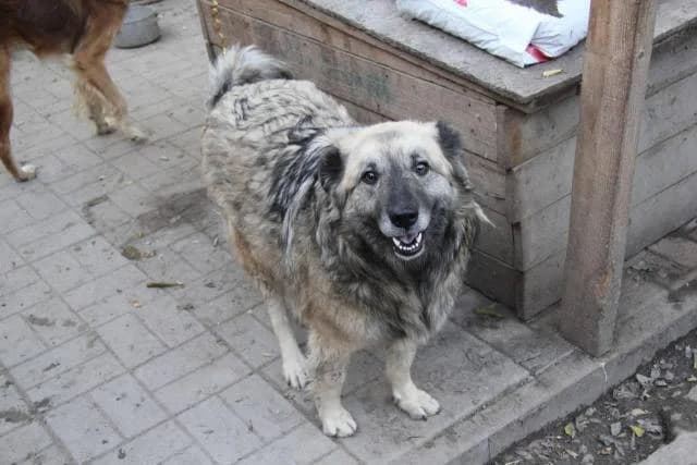 Chapa (Чапа), female Mixed Breed for adoption at Дай лапу друг, Zaporizhzhia