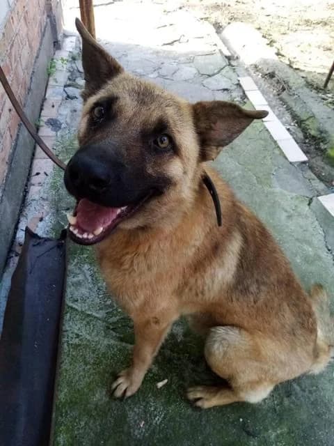 Chapik (Чапик), Mixed Breed for adoption at Дай лапу друг, Zaporizhzhia