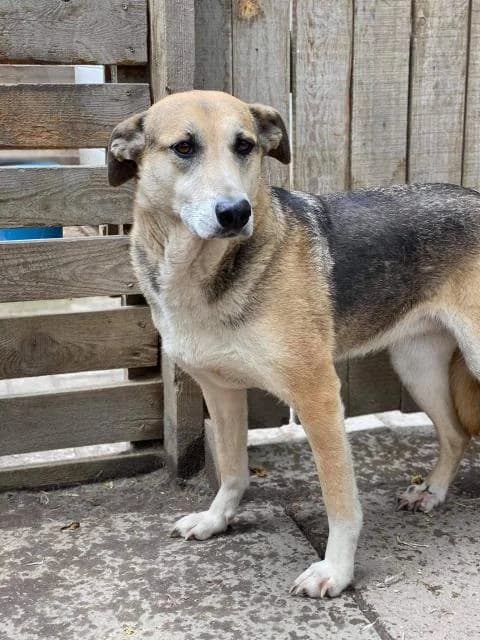Chara (Чара), female 6yo Mixed Breed for adoption at Дай лапу друг, Zaporizhzhia