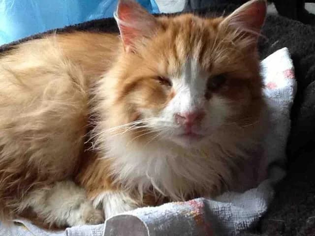 Chizhik (Чижик), male Mixed Breed for adoption at Дай лапу друг, Zaporizhzhia