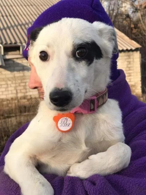 Chudnaya (Чудная), female Mixed Breed for adoption at Дай лапу друг, Zaporizhzhia