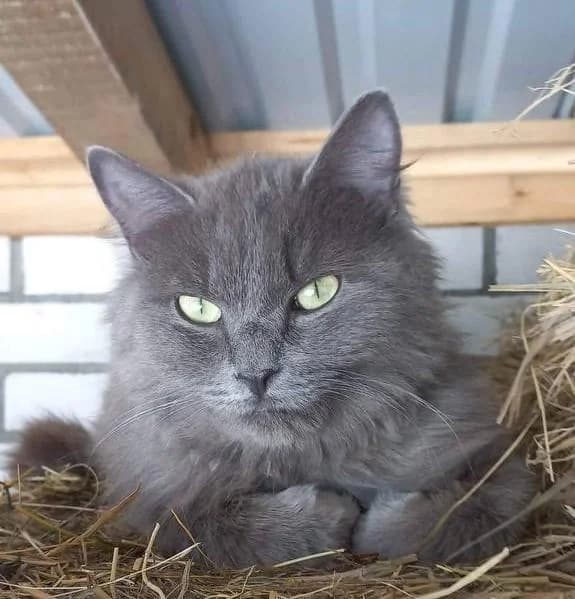 Dym (Дым), male Mixed Breed for adoption at Дай лапу друг, Zaporizhzhia