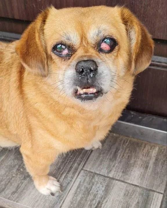 Dyuymovochka-Lyalya (Дюймовочка-Ляля), 6yo Mixed Breed for adoption at Дай лапу друг, Zaporizhzhia