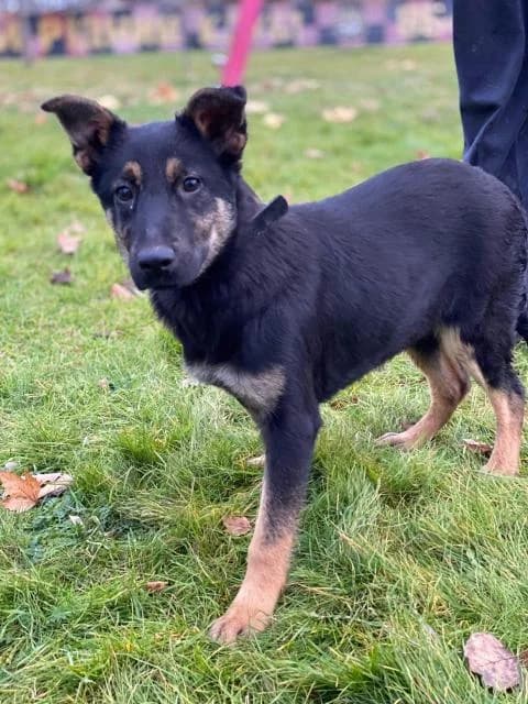 Elizabet (Элизабет), female Mixed Breed for adoption at Дай лапу друг, Zaporizhzhia