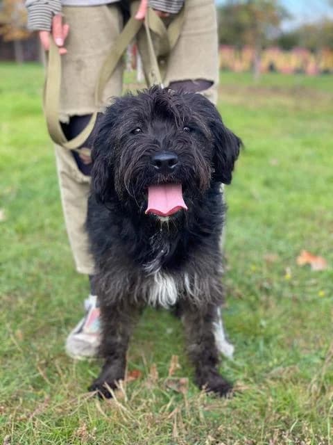 Fima (Фіма), female Mixed Breed for adoption at Дай лапу друг, Zaporizhzhia
