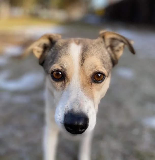 Gabbi (Габби), female Mixed Breed for adoption at Дай лапу друг, Zaporizhzhia