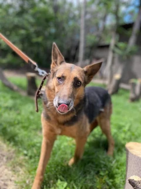 Gera (Гера), female senior Mixed Breed for adoption at Дай лапу друг, Zaporizhzhia