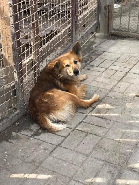 Gosha (Гоша), 4yo Mixed Breed for adoption at Дай лапу друг, Zaporizhzhia