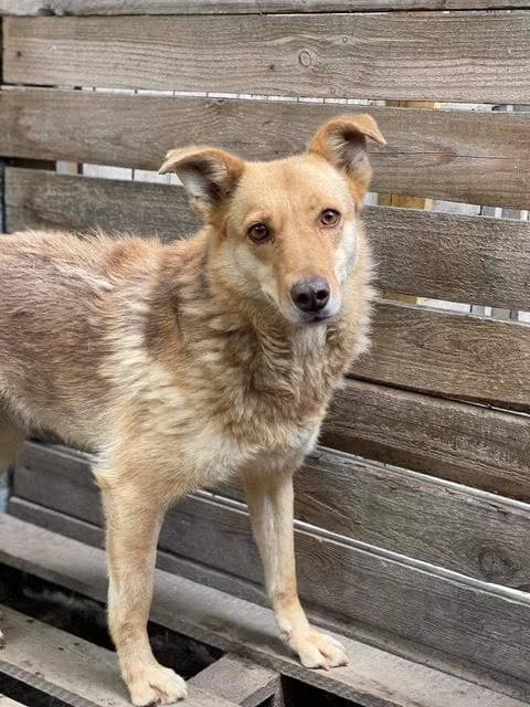 Irma 2 (Ирма 2), female Mixed Breed for adoption at Дай лапу друг, Zaporizhzhia