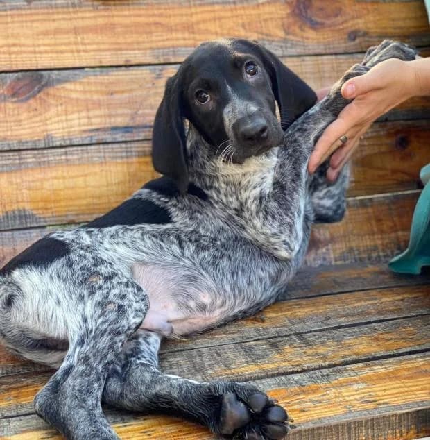 Kaen (Каен), Mixed Breed for adoption at Дай лапу друг, Zaporizhzhia