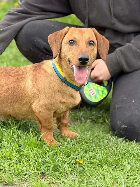 Kava (Кава), female Mixed Breed for adoption at Дай лапу друг, Zaporizhzhia