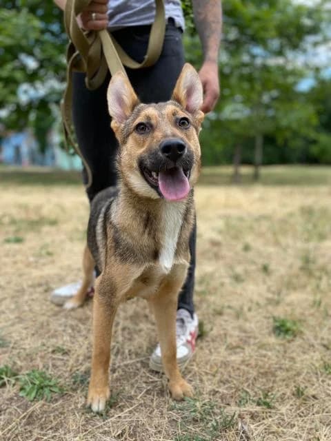 Kristi (Кристи), female Mixed Breed for adoption at Дай лапу друг, Zaporizhzhia