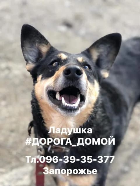 Ladushka (Ладушка), female Mixed Breed for adoption at Дай лапу друг, Zaporizhzhia