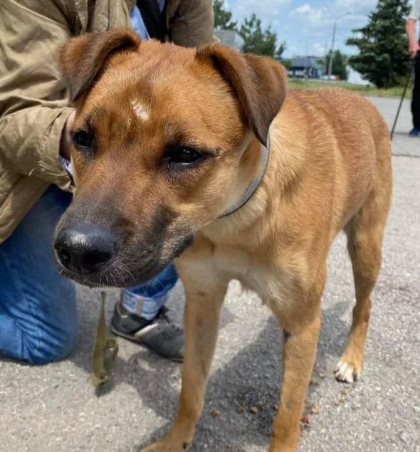 Lana (Лана), female Mixed Breed for adoption at Дай лапу друг, Zaporizhzhia