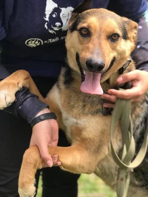 Liza (Лиза), female Mixed Breed for adoption at Дай лапу друг, Zaporizhzhia