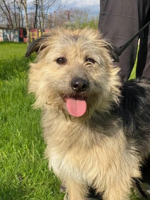 Malifisenta (Малифисента), female Mixed Breed for adoption at Дай лапу друг, Zaporizhzhia