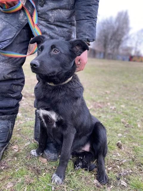 Malinka (Малинка), female Mixed Breed for adoption at Дай лапу друг, Zaporizhzhia