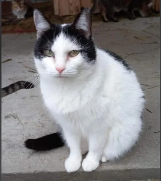 Olenёnok (Оленёнок), female Mixed Breed for adoption at Дай лапу друг, Zaporizhzhia