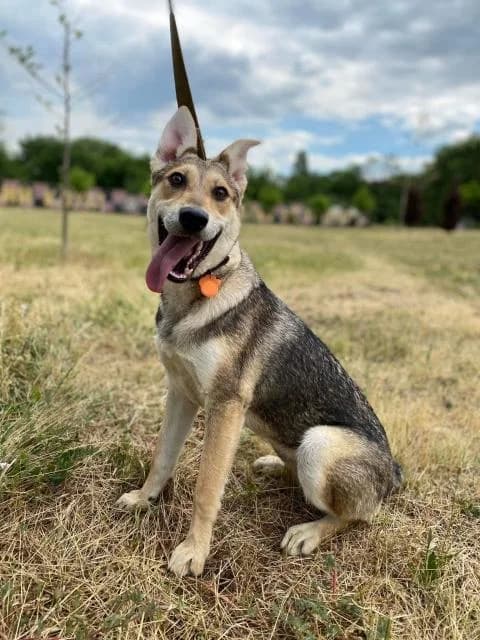 Marsha (Марша), female Mixed Breed for adoption at Дай лапу друг, Zaporizhzhia