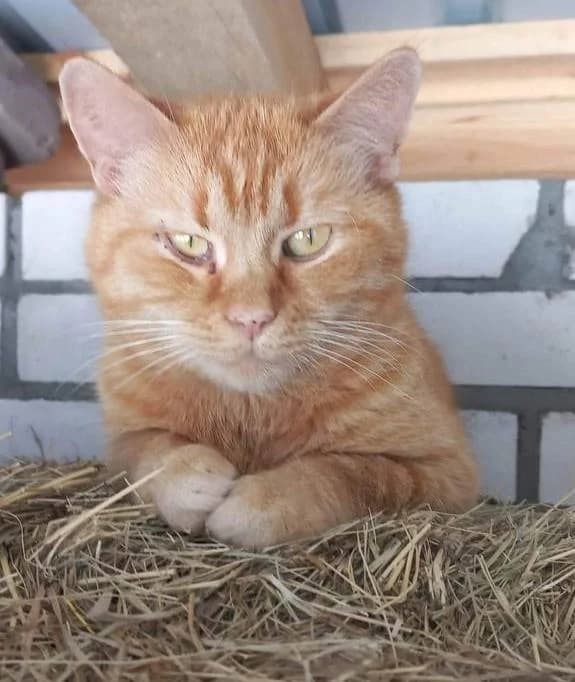 Marysya (Марыся), female 4yo Mixed Breed for adoption at Дай лапу друг, Zaporizhzhia