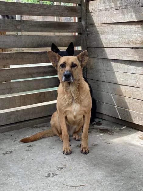 Maya (Мая), female Mixed Breed for adoption at Дай лапу друг, Zaporizhzhia