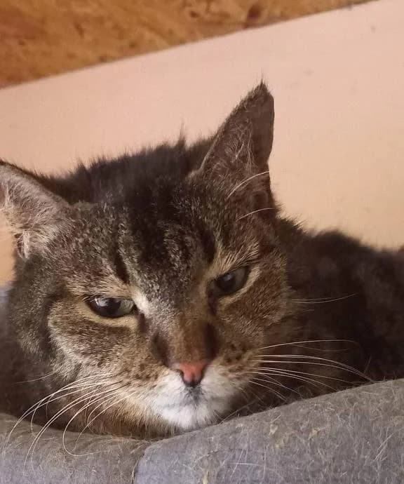Mila (Мила), female senior Mixed Breed for adoption at Дай лапу друг, Zaporizhzhia