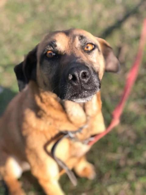 Motilda (Мотильда), female Mixed Breed for adoption at Дай лапу друг, Zaporizhzhia
