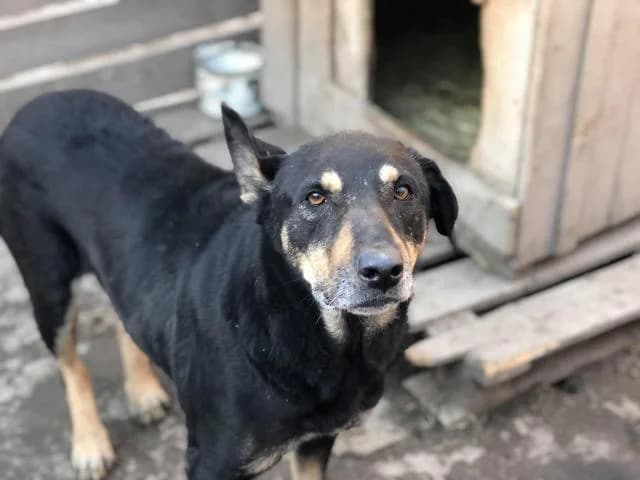 Nayda (Найда), female Mixed Breed for adoption at Дай лапу друг, Zaporizhzhia