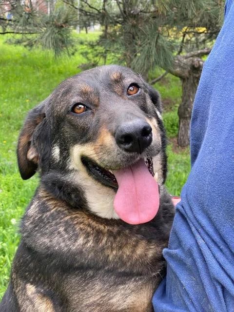 Nensi (Ненси), female Mixed Breed for adoption at Дай лапу друг, Zaporizhzhia