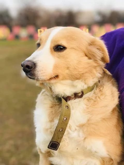 Peris (Пэрис), female Mixed Breed for adoption at Дай лапу друг, Zaporizhzhia