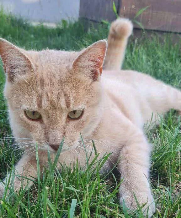 Rizhik (Рижик), male Mixed Breed for adoption at Дай лапу друг, Zaporizhzhia